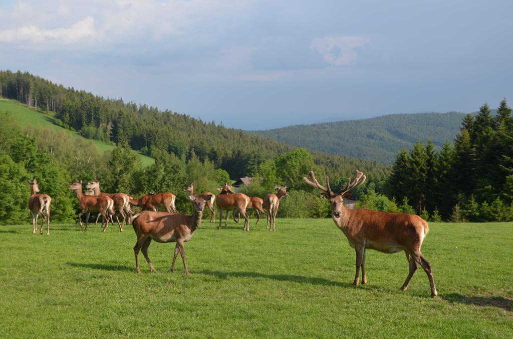 Wildwiesenhof Miesenbach  Eksteriør billede