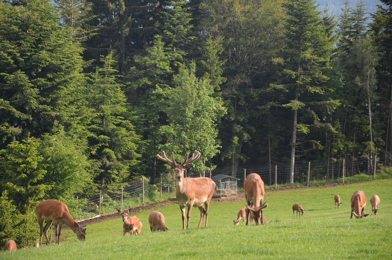 Wildwiesenhof Miesenbach  Eksteriør billede